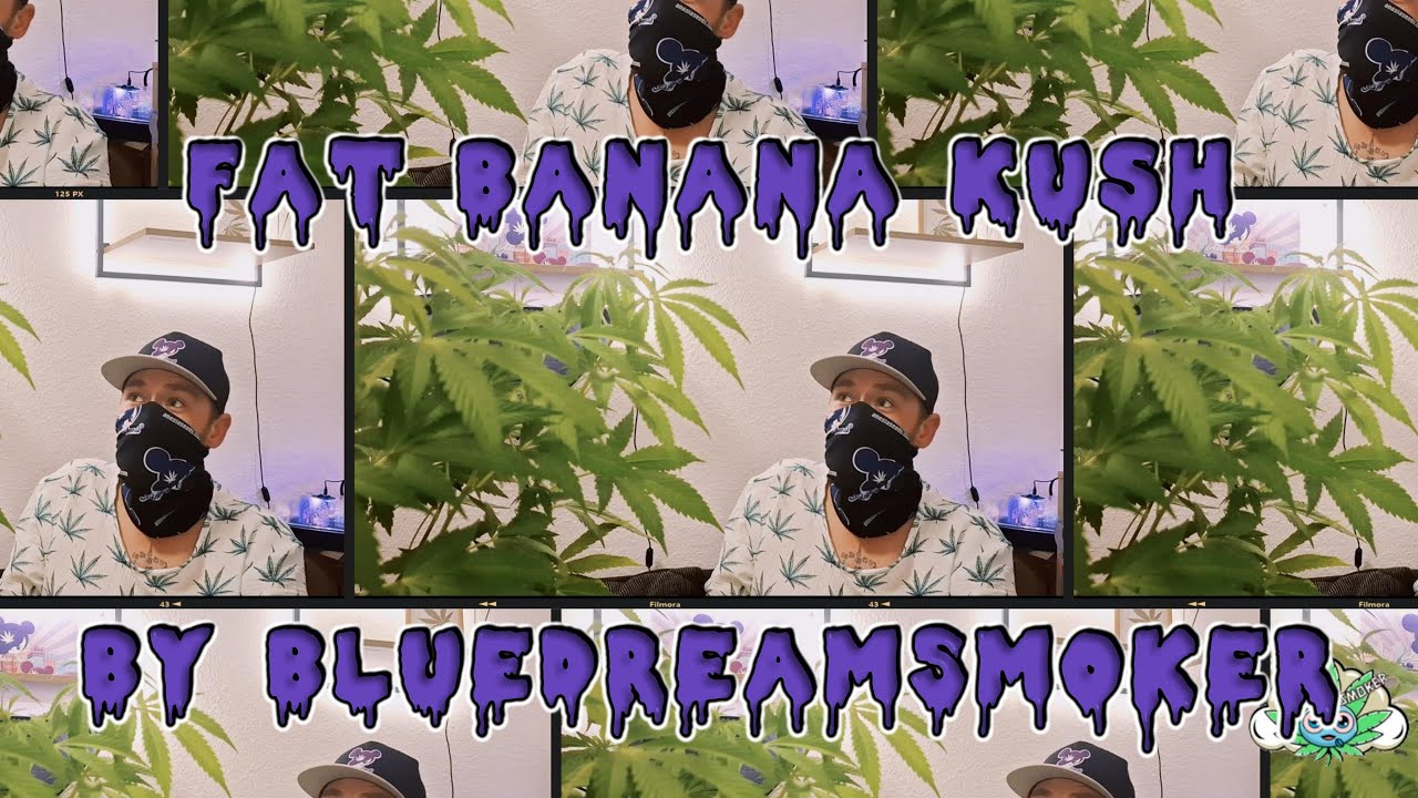 Fat BANANA Kush - was bisher passiert ist