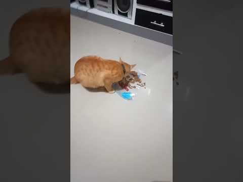 Mukidi bangun trs makan