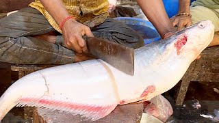 the great Giant Pangs fish Cutting Skills in Shimul || Fish Cutting Skills Live