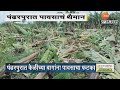 Pandharpur Farm Damage | पंढरपुरात वादळी मुसळधार पावसाचा केळीच्या बागांना मोठा फटका | Zee 24 Taas