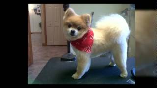 Paradise Pets dog grooming Morgantown WV