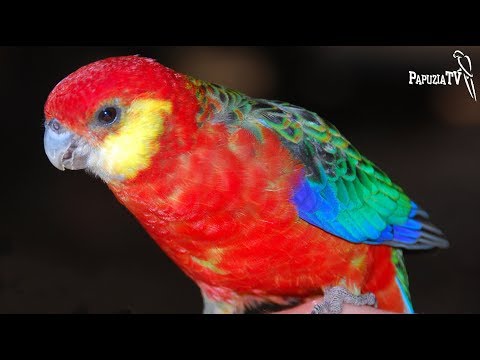 Wideo: Papuga Rosella: Cechy Z Wyboru