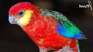 Are rosellas good pets?