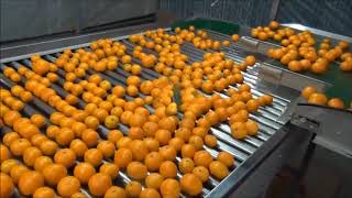SNPSYSTEM-MANDARIN SORTING 감귤 (경양 과수영농조합)