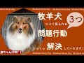 【牧羊犬①】