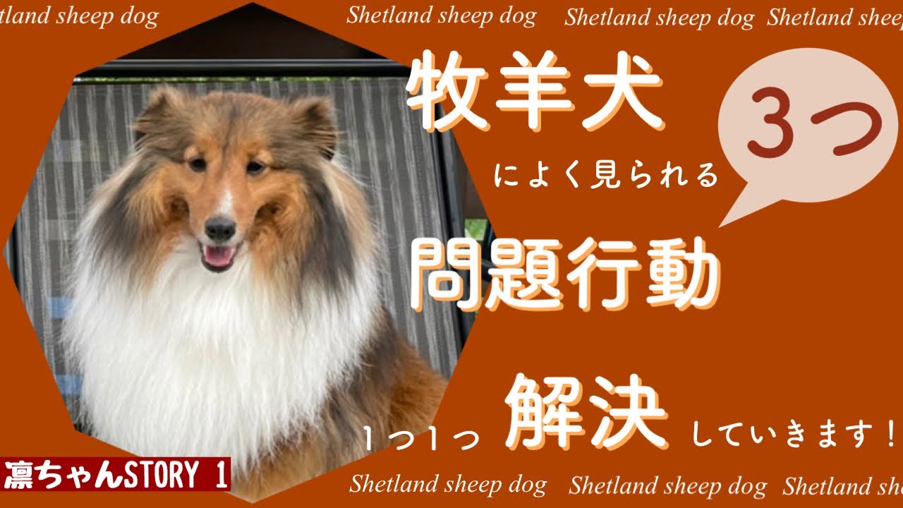 シェットランドシープドッグをはじめとする牧羊犬によく見られる行動3選 Youtube