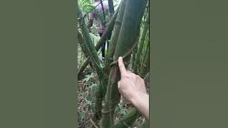 Cara Mengenal Cenuai Bulu Perindu Buluh Asli