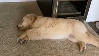 💞Doglovers💕💓❤️💖 #dogchallenge #dogsvideo  #lovepuppy #cutepuppy #puppyvideo #doggie #doglovers by Cutest Puppies 3 views 1 year ago 1 minute, 5 seconds
