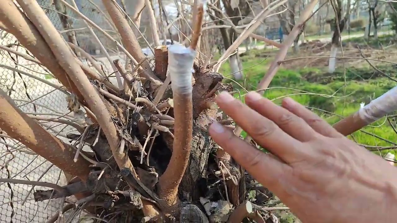 Iskana payvand.TOMORQACHILIK