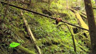 Erwan Le Corre Training In Nature By Movnat