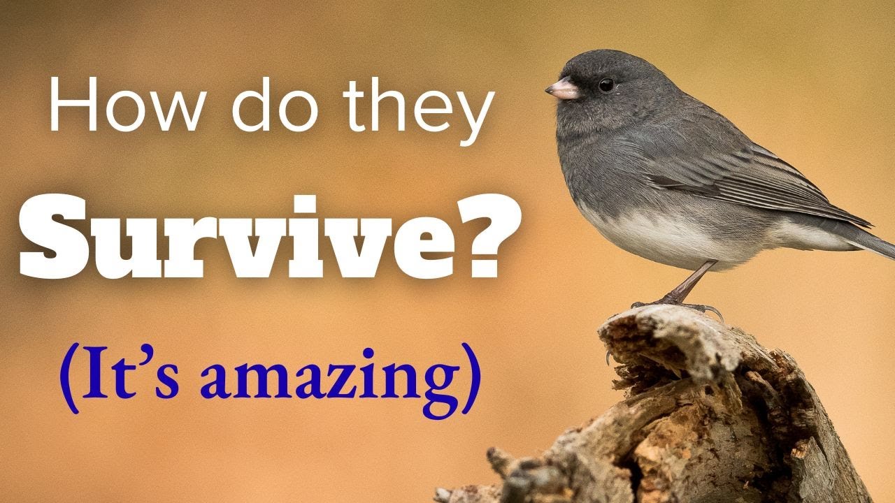How Do Birds Survive the Winter (and how you can help) - YouTube