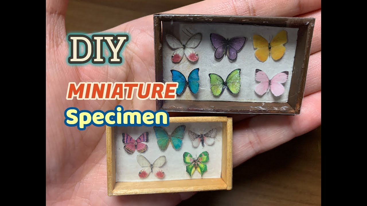 ///確認用///【ミニチュア】蝶の標本✽handmade DIY miniature specimen/ミニチュアの蝶標本 - YouTube