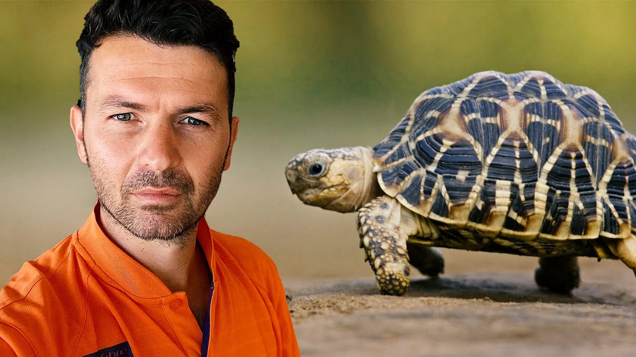 Urina e breshkës bën “magji”! Ja sëmundjet që shërohen prej saj…