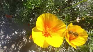 Tchailovsky Waltz of the Flowers 4 Kites Sky Synchronized birds- fuuttsports