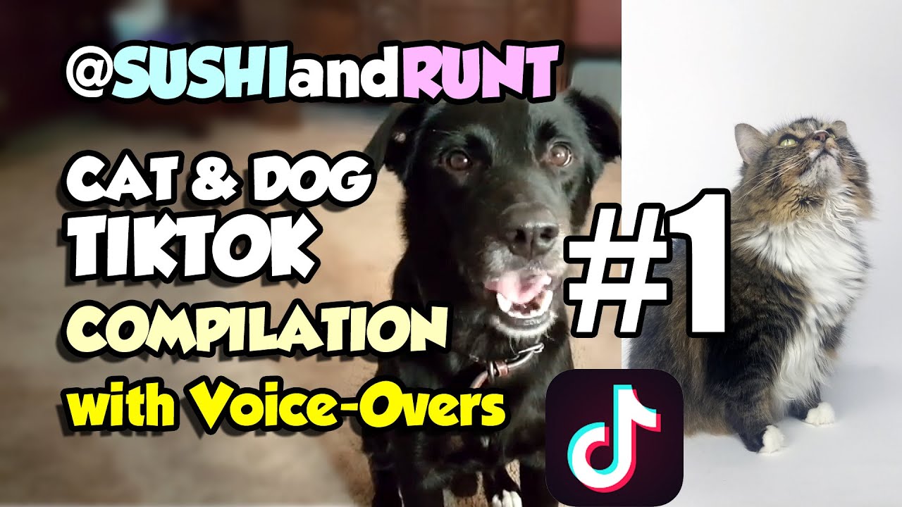 Cat And Dog Tiktok Compilation With Voice Overs 1 Cute Cats And Dogs Dogs Cats