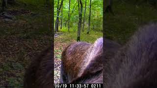 wildlife nature moose cameratrap trailcam hunting wildanimals