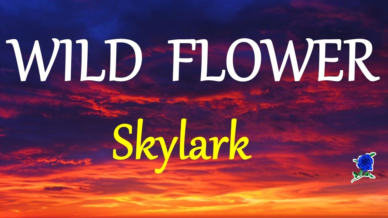 WILD FLOWER SKYLARK lyrics (HD) YouTube