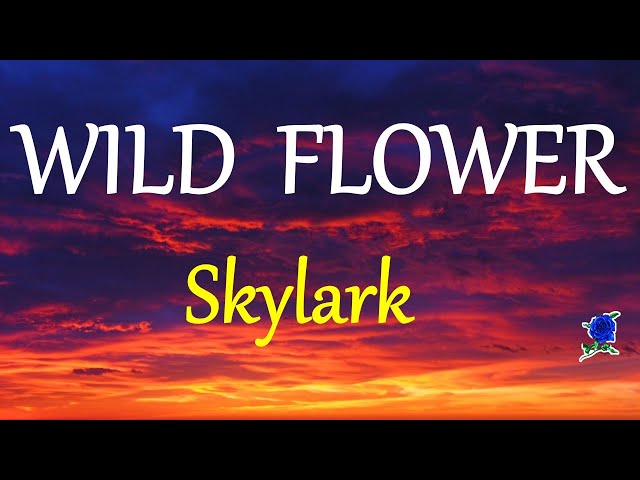 WILD FLOWER -  SKYLARK lyrics (HD) class=