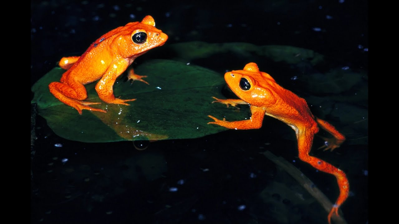 Weekly Wildlife: Golden Toads and Griffinflies