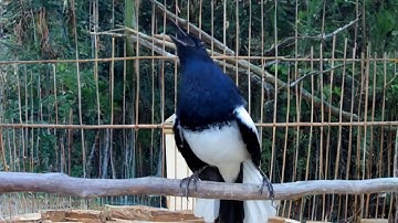 Hót Đấu Kích Trống Căng Lửa || Luyện Giọng Chòe Than || Kacer | Kích Choè Than Hót