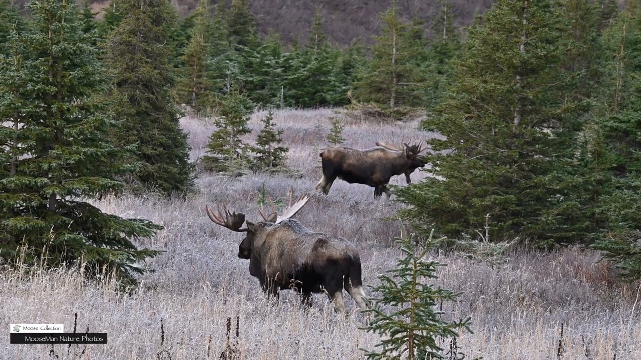 Большой лось не знает, что рядом прячется еще больший лось #аляска #дикаяприрода #лось