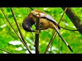 Rufous treepie bird pecking and searching food food on trees