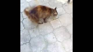 У меня во дворе завелась кошка майкун!!! У меня во дворе завелась кошка майкун!!!