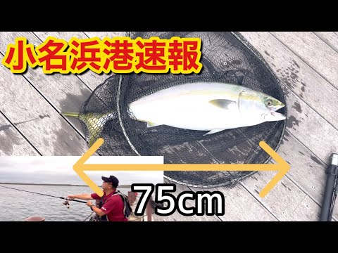 【小名浜港速報】大量のベイトとデブデブ青物  福島県いわき市小名浜港 2024年9月21日