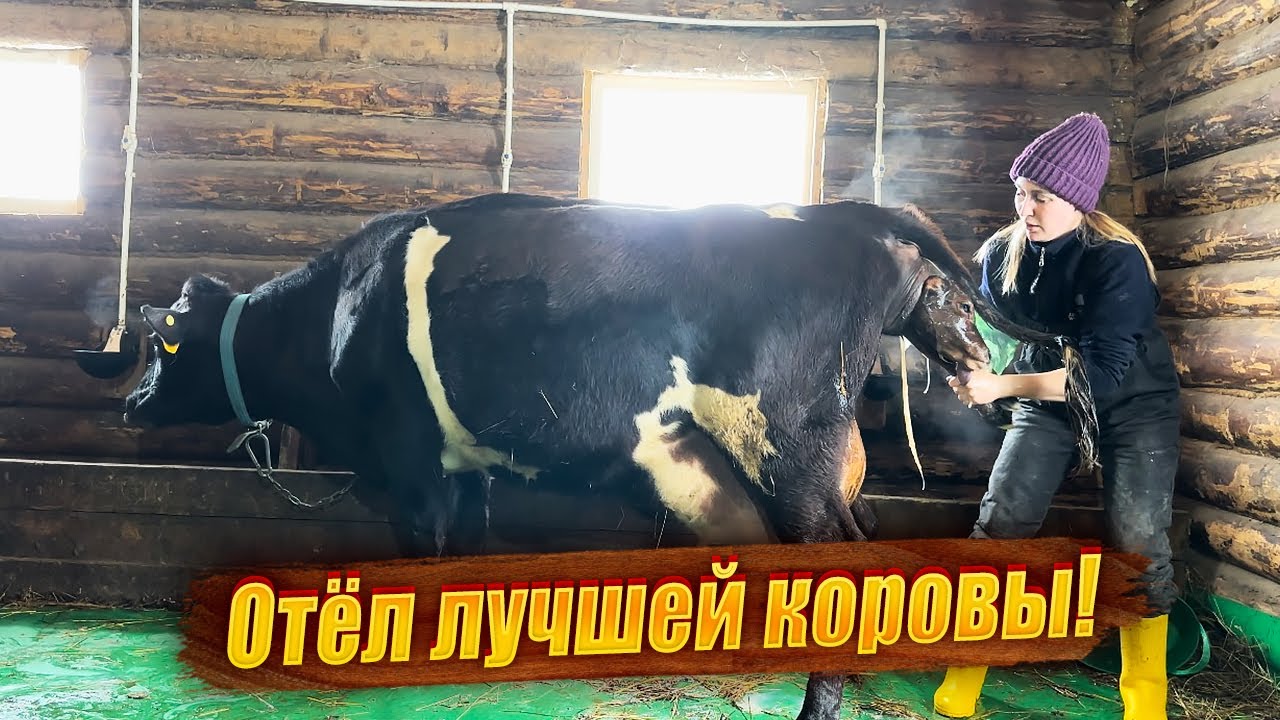 Молодая ферма ютуб последнее