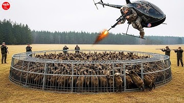 Bẫy Lợn Rừng Thông Minh Giúp Người Nông Dân Hạ Gục Hàng Triệu Con Chỉ Trong Một Nốt Nhạc | KPHB