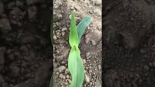 #maize #corn #farming #summer