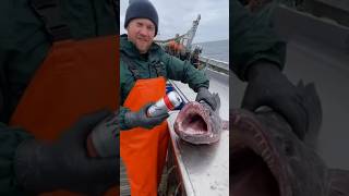 Monster Fish Crushes A Soda Can With Its Teeth .