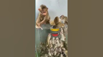 Baby monkeys are not happy to eat with mice #funny #monkey #animals #mice #babymonkey