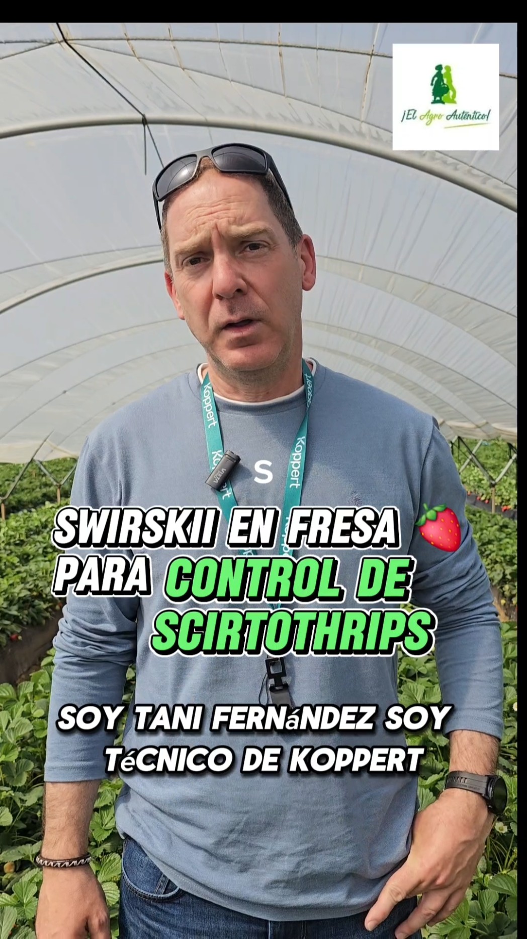 Swirskii en fresa para control de #Scirtothrips #agricultura