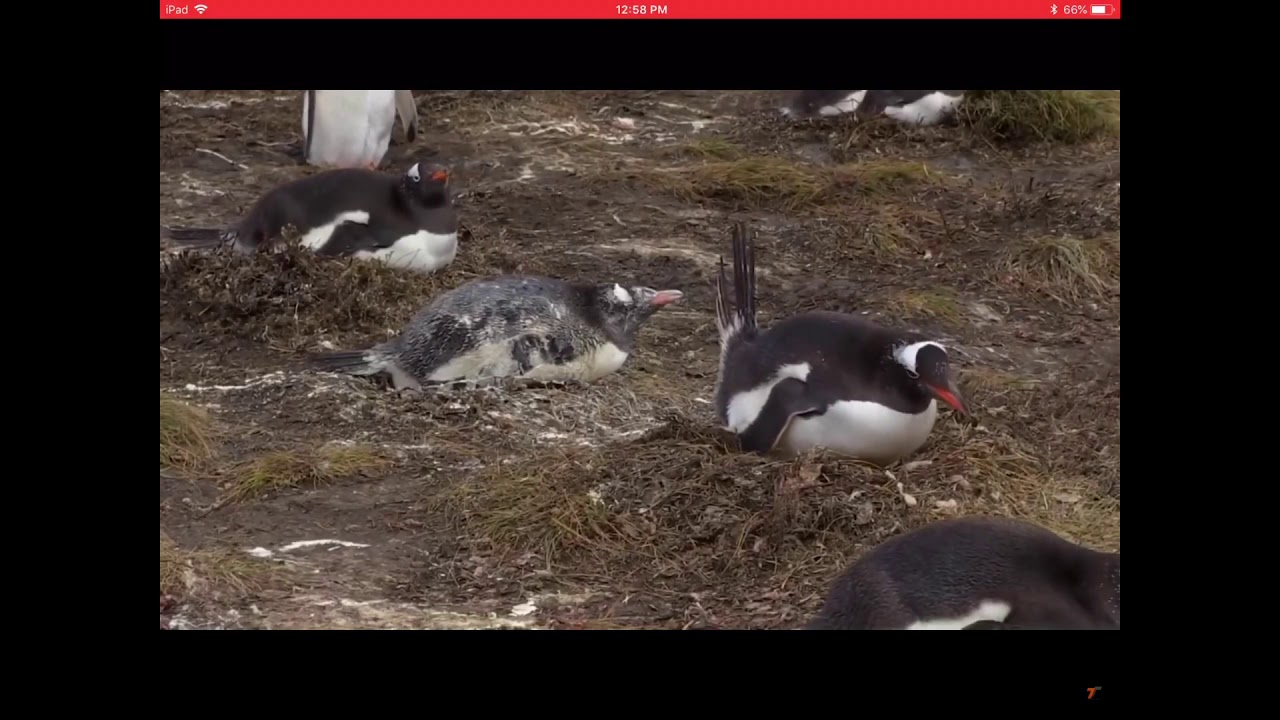 camera iphone 8 plus apk Fly Away