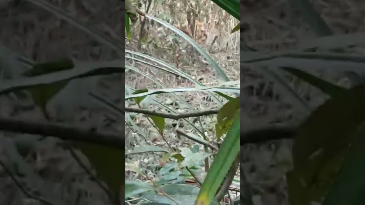 ফাঁদে আটকা বাঘ