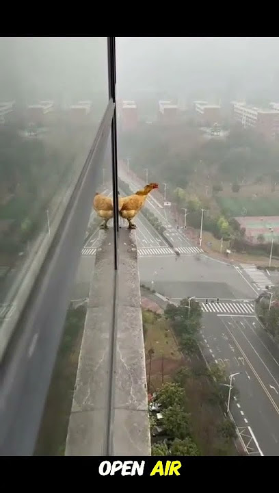 Watching a chicken walk the ledge and leap a taste of freedom from my cell