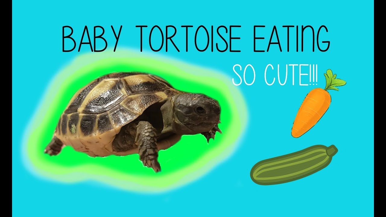 Feeding a Baby Tortoise (Eastern Hermann's)