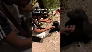 Tu or me To musafir bhatakte hum phire ❤️🫶#love #dog #vlog #song #explore #youtubeshorts #newshorts