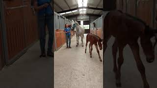 CENTRO EQUESTRE HERAS HORSES & EVENTS CANTABRIA ESPAÑA 🐴