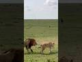 #lion #roar #love in #savannah 💞 #wildlife #raremoments #originalcontent #africa #kenya #nature
