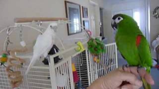 Hahns Macaw Valentino and friends