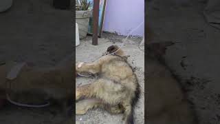 German puppy treatment #tranding #dog #gsds