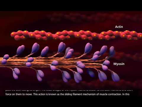 Muscle Contraction Process: Molecular Mechanism [3D Animation] - YouTube