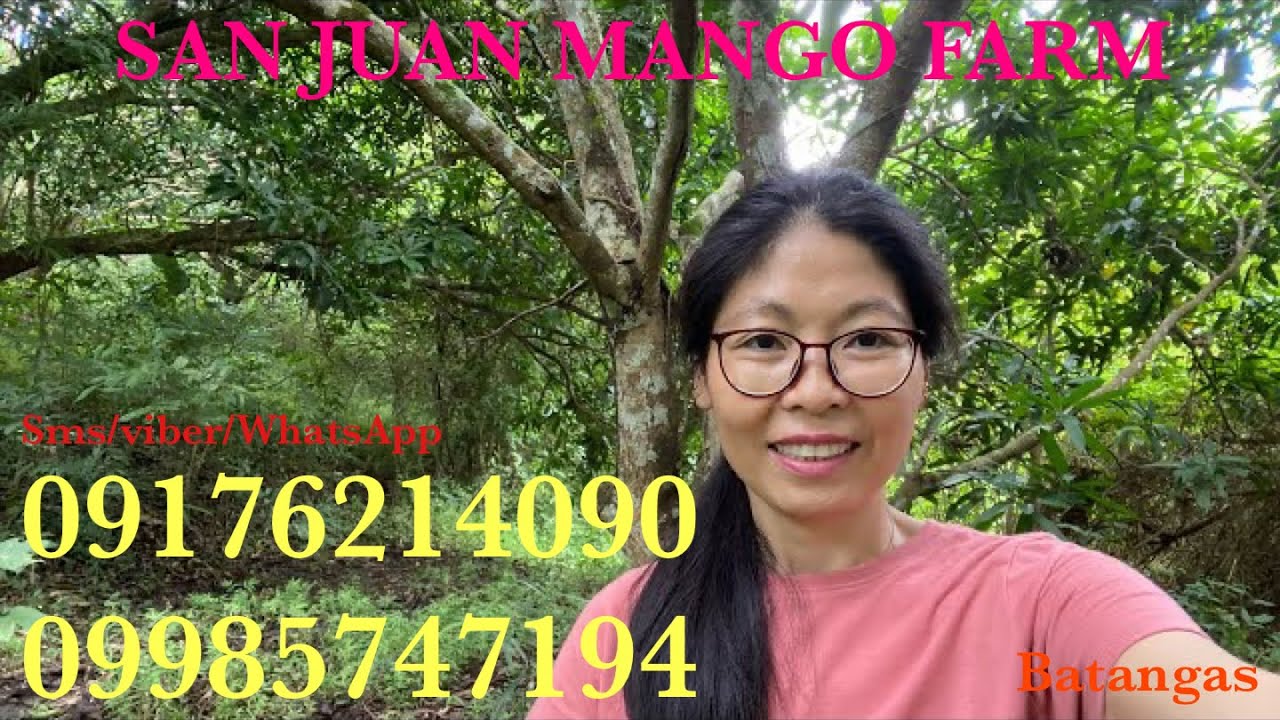 Vlog535 SAN JUAN BATANGAS MANGO FARM FOR SALE PHILIPPINES 6.5M YouTube