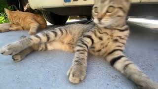 Conseil De Famille Musclé Avec Son Papa Tapis