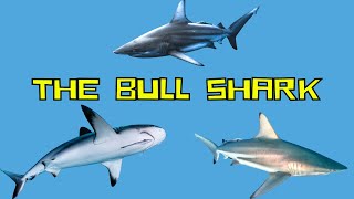 Top 10 Bull Shark Facts That You Didn't Know