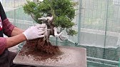 Bonsai 盆栽 植え替え たまには失敗もあるよ Youtube Bonsai 盆栽 植え替え たまには失敗もあるよ Youtube