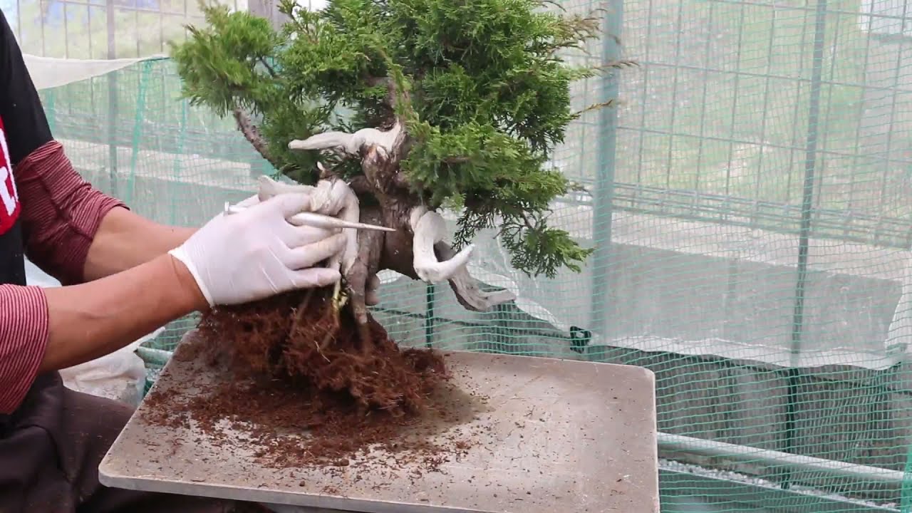 中品真柏 植え替え Bonsai Chinese Juniper Youtube