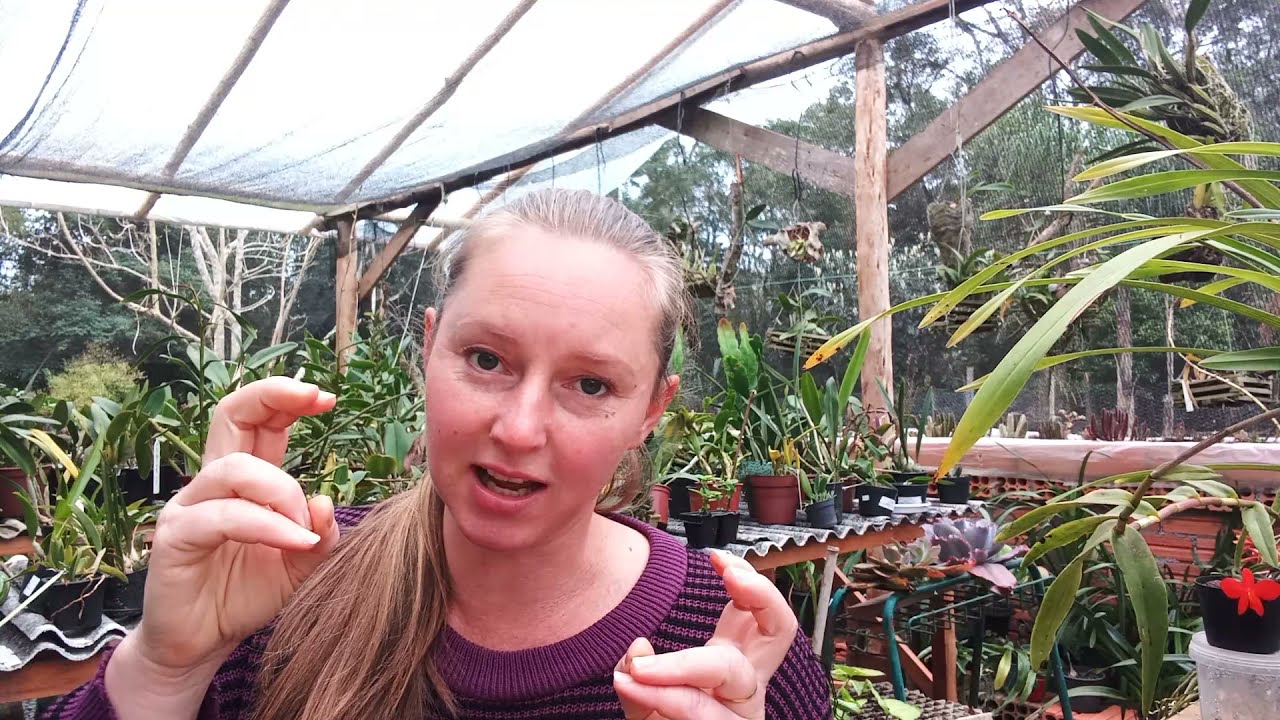 dicas de SUBSTRATO para CYMBIDIUM